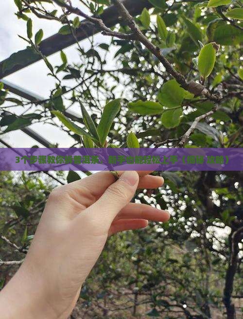 云南普洱茶怎么拆