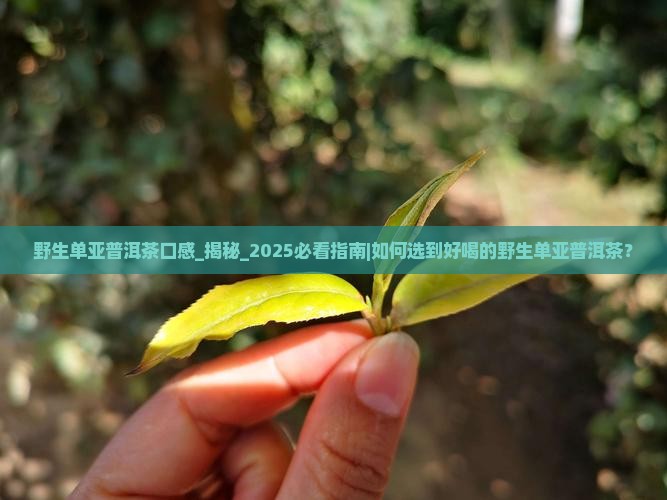 野生单亚普洱茶口感