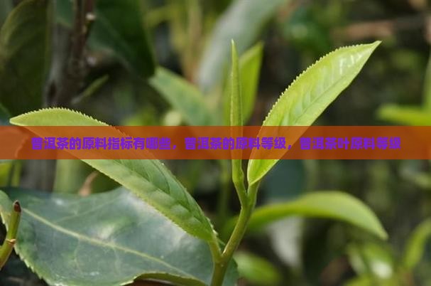 普洱茶的原料指标