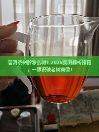 普洱茶怎么辨别树龄