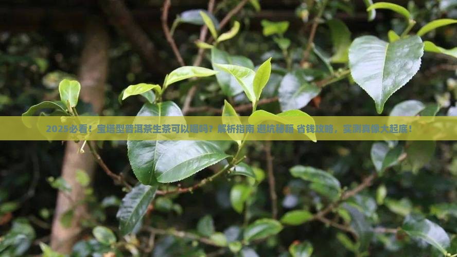 宝塔型普洱茶生茶可以喝吗