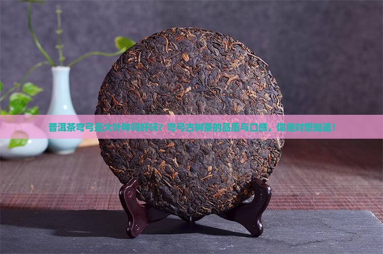 普洱茶弯弓是大叶种吗好吗
