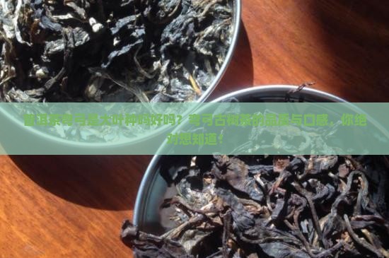 普洱茶弯弓是大叶种吗好吗