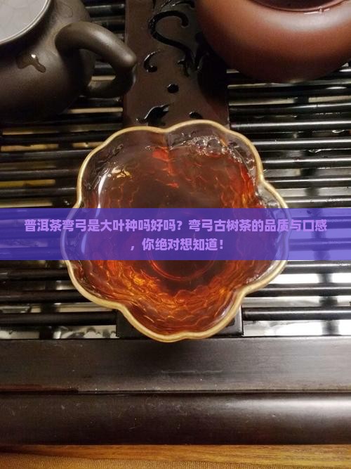 普洱茶弯弓是大叶种吗好吗
