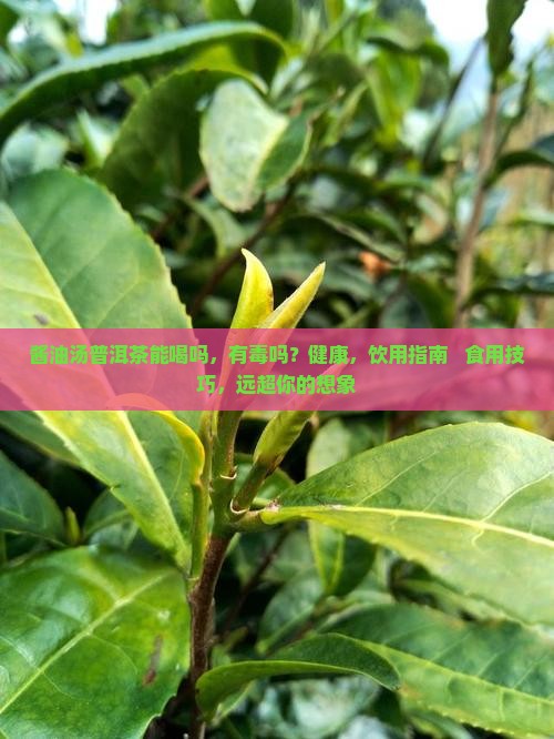酱油汤普洱茶能喝吗有毒吗