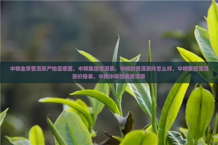 中粮金芽普洱茶产地是哪里