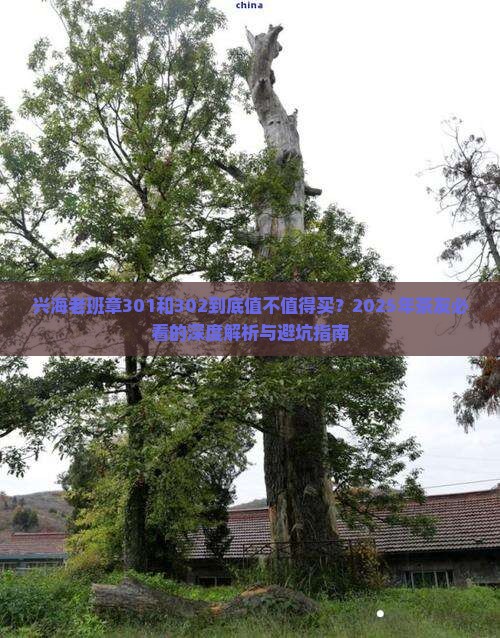 兴海老班章301和302