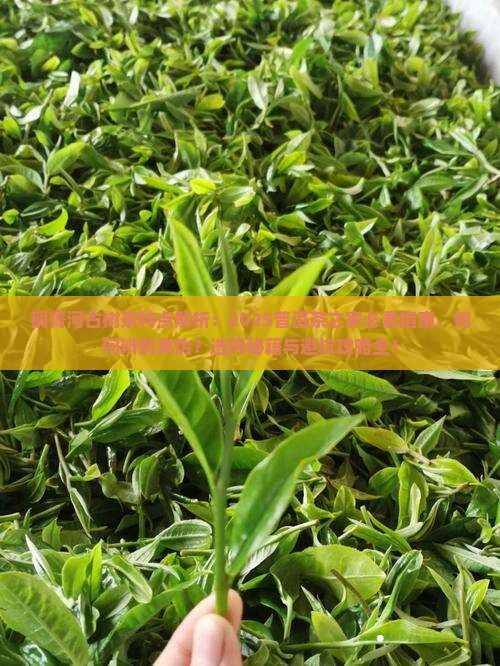 铜箐河古树茶特点普洱茶之家