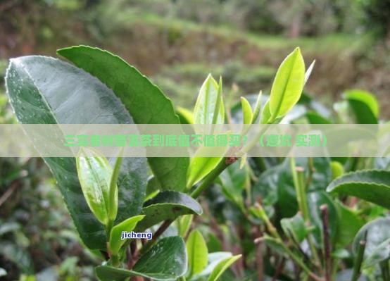 三实老树普洱茶
