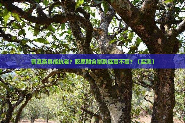 普洱茶含胶原酶高吗吗