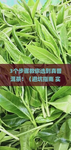 全力打造古茶林普洱茶品牌