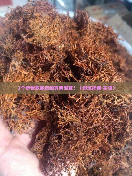 全力打造古茶林普洱茶品牌