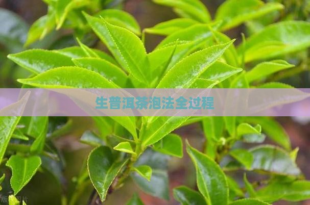 生普洱茶泡法全过程