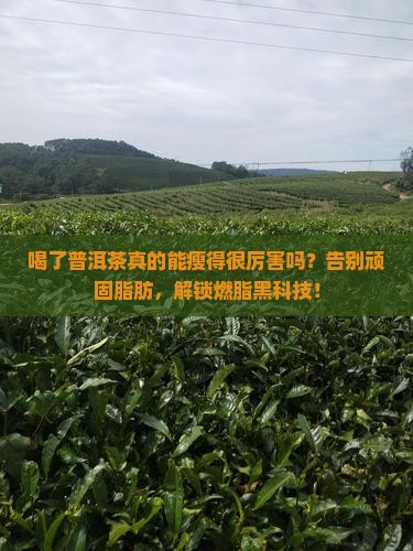 喝了普洱茶瘦得很厉害