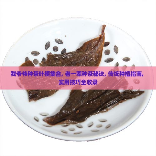 我爷爷种茶叶梗集合