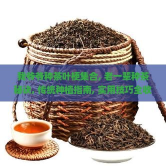 我爷爷种茶叶梗集合