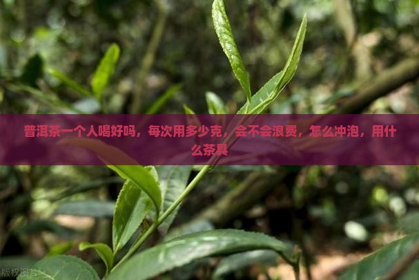 普洱茶一个人喝好吗