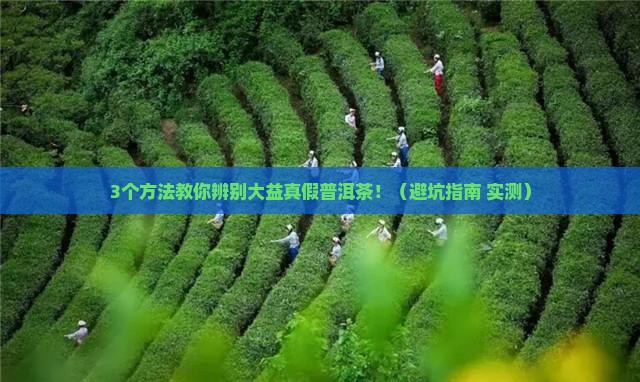 大益真假普洱茶分别