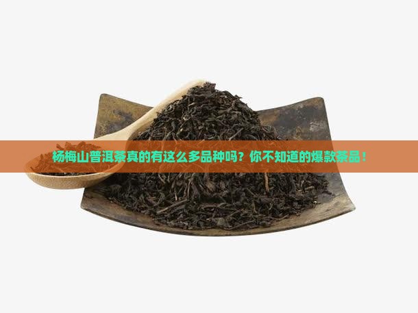 杨梅山普洱茶品种介绍大全