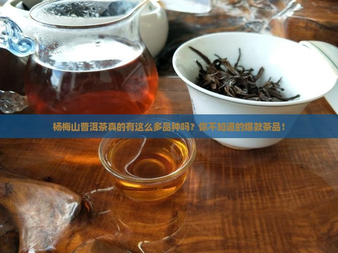 杨梅山普洱茶品种介绍大全