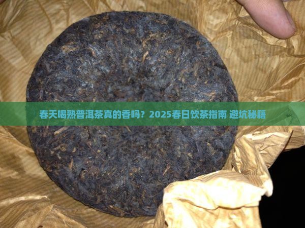 春天适合喝熟普洱茶吗