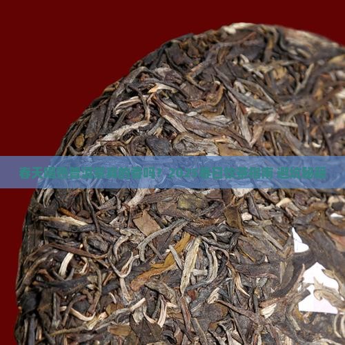 春天适合喝熟普洱茶吗