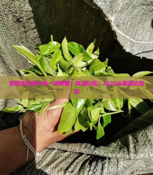 普洱茶饼多少钱一饼南糯
