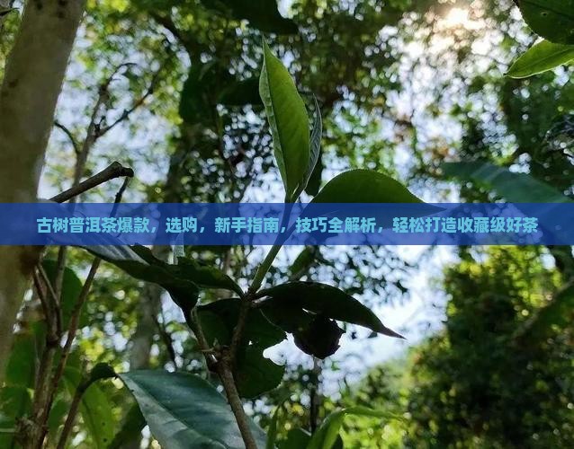 古树普洱茶爆款