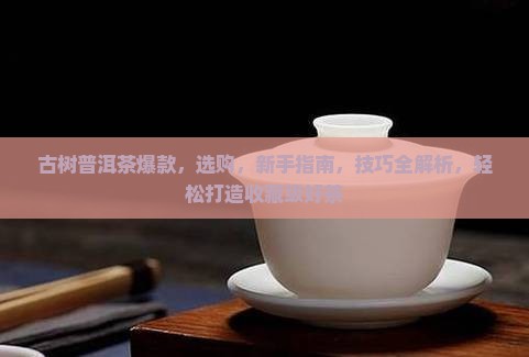 古树普洱茶爆款