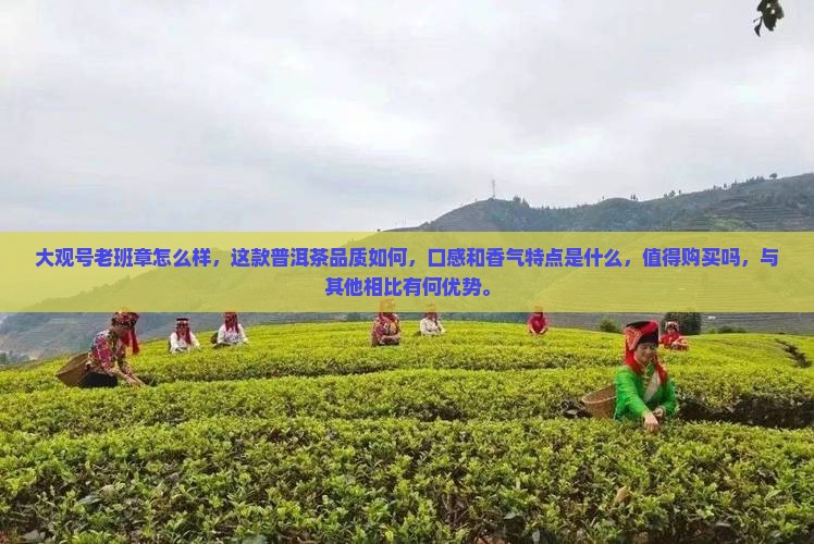 大观号老班章怎么样