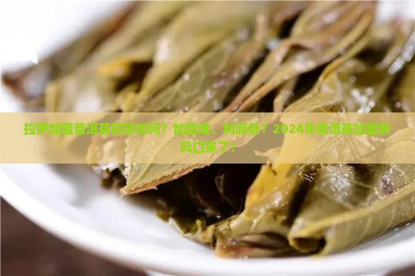 拉萨加盟普洱茶前景如何