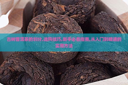 古树普洱茶的划分