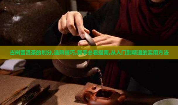 古树普洱茶的划分