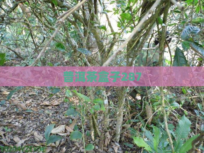 普洱茶盒子287
