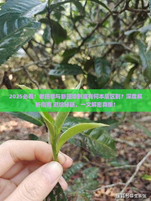 老班章和新班章的区别在哪