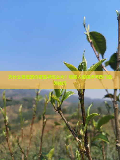茶叶店普洱茶一般多少钱