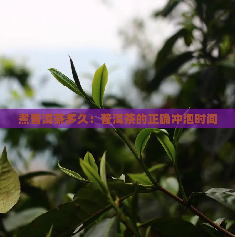 煮普洱茶煮多长时间