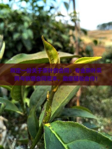 拟定一份关于茶叶的合同