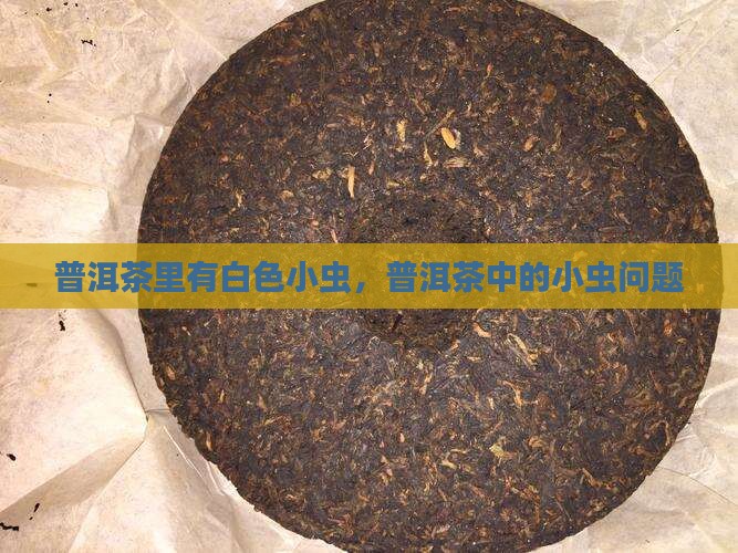 糯米香普洱茶里有白色小虫
