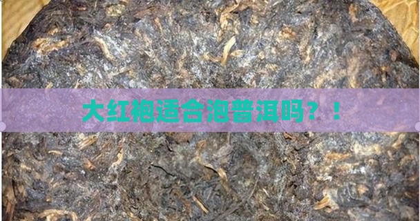 大红袍适合泡普洱吗