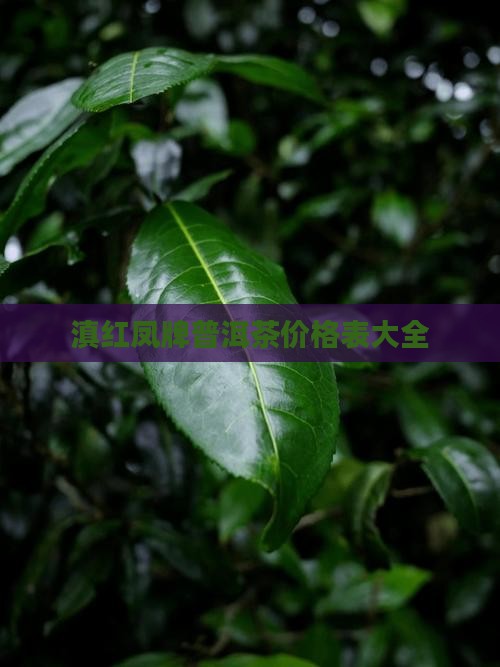 滇红凤牌普洱茶价格表