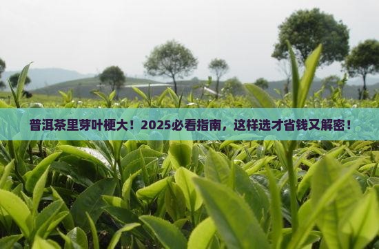 芽叶梗和普洱茶的关系