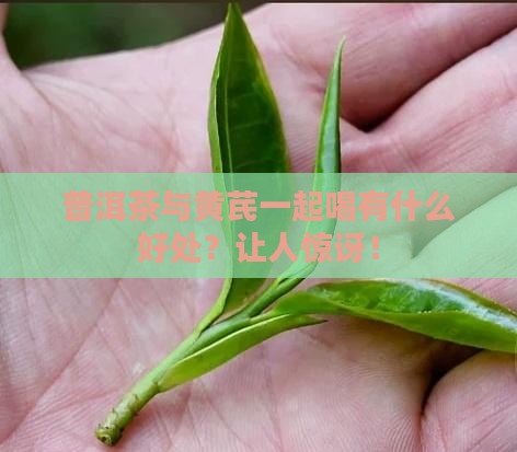普洱茶与黄芪一起