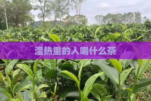 湿热重的人喝什么茶
