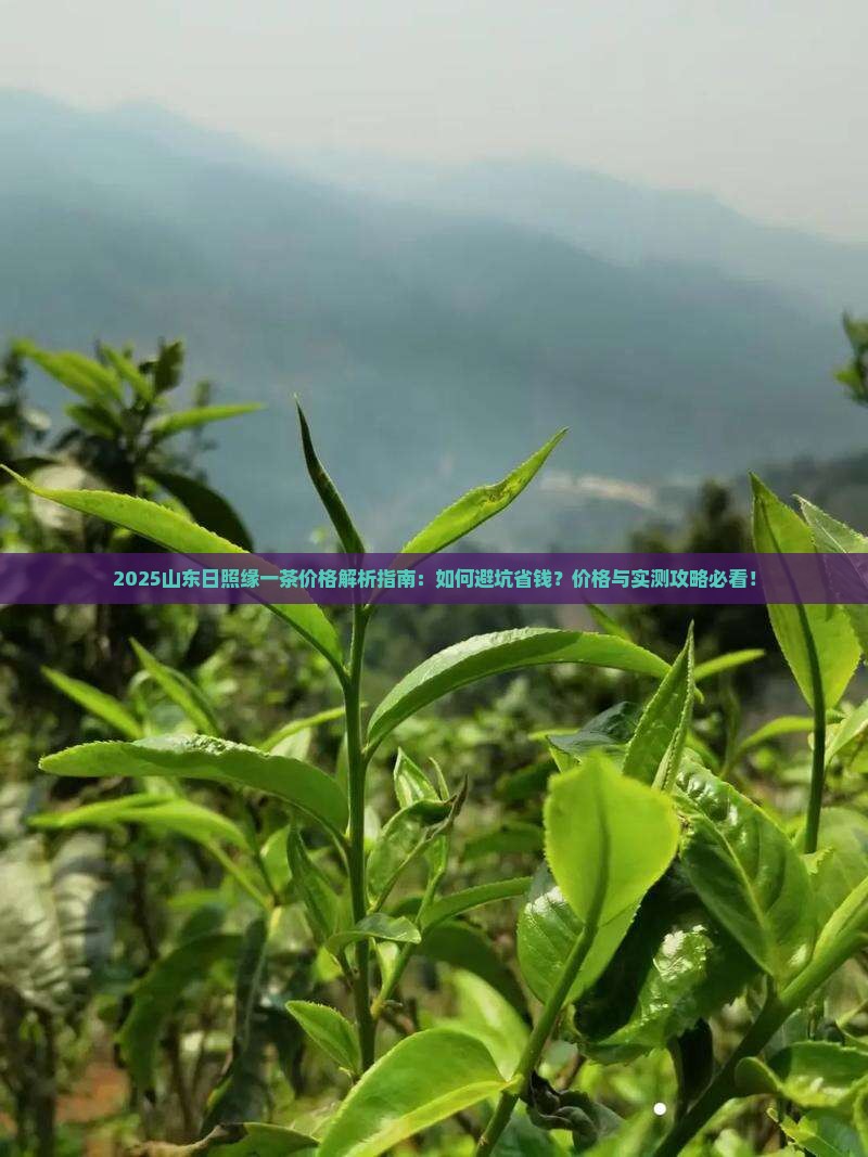山东日照缘一茶价格