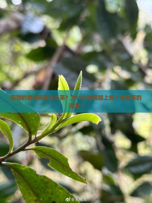 回甜的普洱茶是什么茶