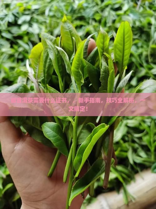 做普洱茶需要什么证书