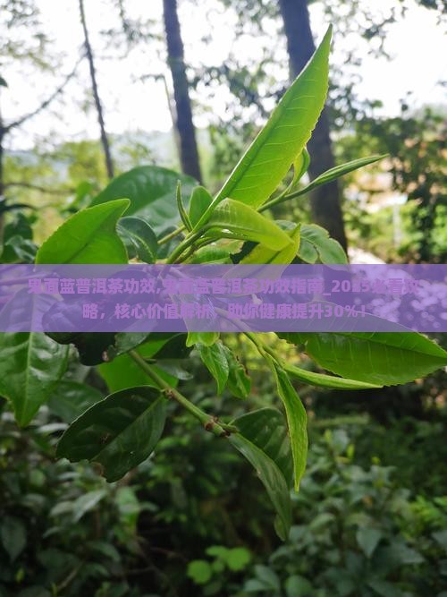 鬼面蓝普洱茶功效