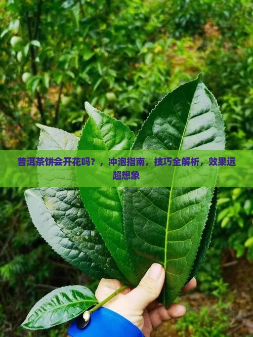 普洱茶饼会开花吗