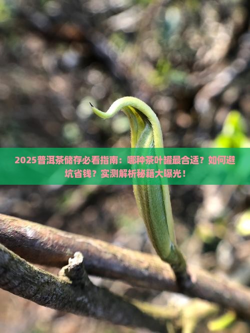 普洱茶是适合哪种茶叶罐储存
